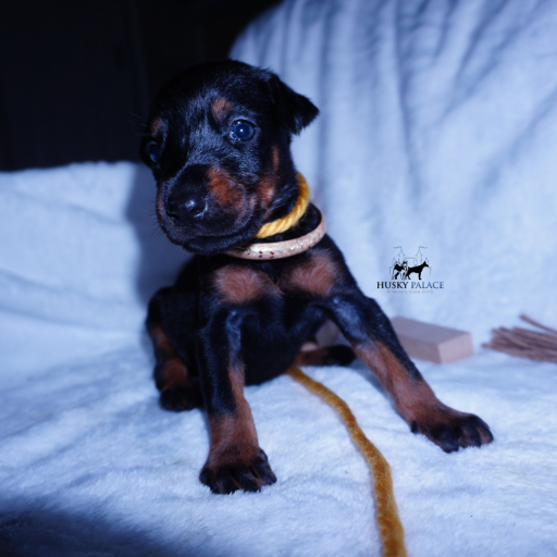 100% Euro AKC Kiyi 13